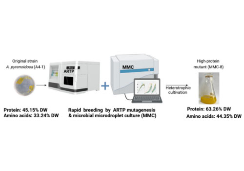 ARTP developed by Tmaxtree successfully assisted the breeding of chlorophyll-defective chlorella