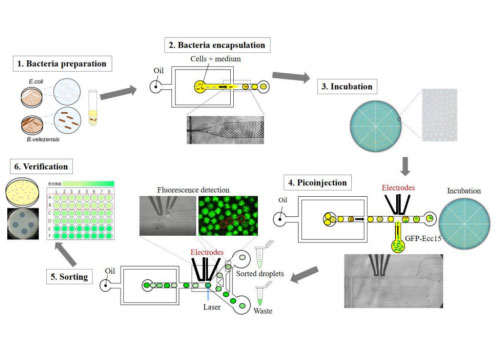 TIMAXTREE DREM cell successfully facilitates the high-throughput screening of antagonistic bacteria